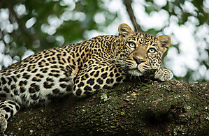 Léopard d'Afrique - Panthera pardus