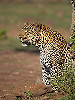 Léopard d'Afrique - Panthera pardus
