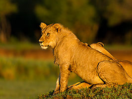 Lion - Panthera leo